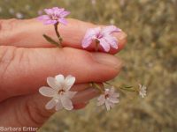 annual willow-herb (<em>Epilobium brachycarpum</em>)