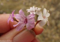 annual willow-herb (<em>Epilobium brachycarpum</em>)