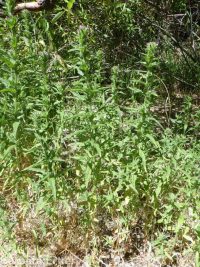 dense spike-primrose (<em>Epilobium densiflorum</em>)