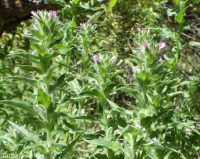 dense spike-primrose (<em>Epilobium densiflorum</em>)