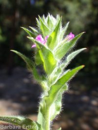 dense spike-primrose (<em>Epilobium densiflorum</em>)
