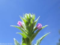 dense spike-primrose (<em>Epilobium densiflorum</em>)