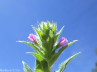 dense spike-primrose (<em>Epilobium densiflorum</em>)