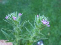 dense spike-primrose (<em>Epilobium densiflorum</em>)