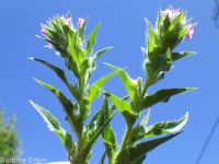 dense spike-primrose (<em>Epilobium densiflorum</em>)
