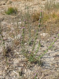 dense spike-primrose (<em>Epilobium densiflorum</em>)