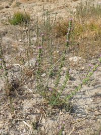 dense spike-primrose (<em>Epilobium densiflorum</em>)