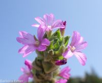 dense spike-primrose (<em>Epilobium densiflorum</em>)