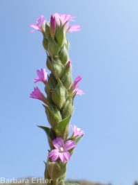 dense spike-primrose (<em>Epilobium densiflorum</em>)