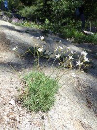 prickly sandwort (<em>Eremogone aculeata</em>)