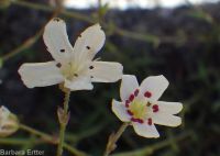 prickly sandwort (<em>Eremogone aculeata</em>)