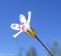 prickly sandwort (<em>Eremogone aculeata</em>)