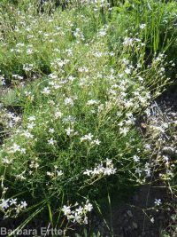 prickly sandwort (<em>Eremogone aculeata</em>)