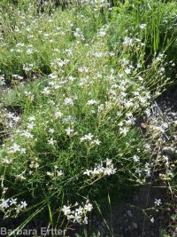 prickly sandwort (<em>Eremogone aculeata</em>)
