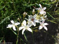 prickly sandwort (<em>Eremogone aculeata</em>)