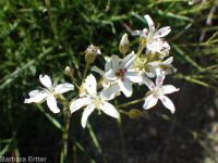 prickly sandwort (<em>Eremogone aculeata</em>)