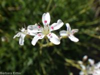 prickly sandwort (<em>Eremogone aculeata</em>)