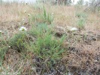 ballhead sandwort (<em>Eremogone congesta var. cephaloidea</em>)