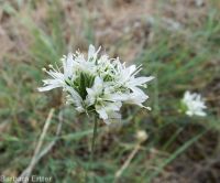 ballhead sandwort (<em>Eremogone congesta var. cephaloidea</em>)