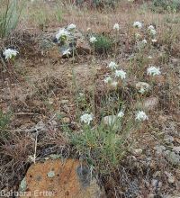 ballhead sandwort (<em>Eremogone congesta var. cephaloidea</em>)