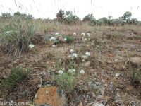 ballhead sandwort (<em>Eremogone congesta var. cephaloidea</em>)