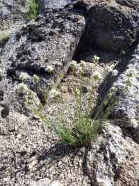 ballhead sandwort (<em>Eremogone congesta var. cephaloidea</em>)