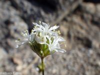 ballhead sandwort (<em>Eremogone congesta var. cephaloidea</em>)