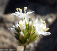 ballhead sandwort (<em>Eremogone congesta var. cephaloidea</em>)