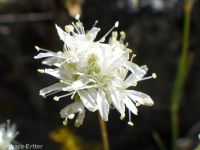 ballhead sandwort (<em>Eremogone congesta var. cephaloidea</em>)