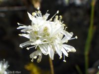 ballhead sandwort (<em>Eremogone congesta var. cephaloidea</em>)