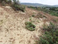 Franklin's sandwort (<em>Eremogone franklinii var. franklinii</em>)