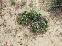 Franklin's sandwort (<em>Eremogone franklinii var. franklinii</em>)