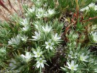 Franklin's sandwort (<em>Eremogone franklinii var. franklinii</em>)