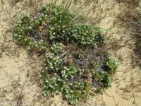 Franklin's sandwort (<em>Eremogone franklinii var. franklinii</em>)