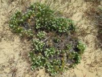 Franklin's sandwort (<em>Eremogone franklinii var. franklinii</em>)