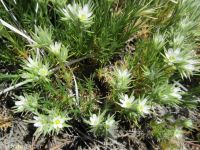 Franklin's sandwort (<em>Eremogone franklinii var. franklinii</em>)