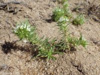 mooncup, alyssum evening-primrose (<em>Eremothera boothii ssp. alyssoides</em>)