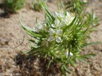 mooncup, alyssum evening-primrose (<em>Eremothera boothii ssp. alyssoides</em>)