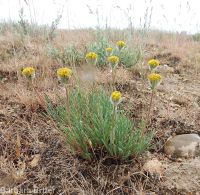 scabland or Bloomer's fleabane (<em>Erigeron bloomeri var. bloomeri</em>)