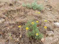 scabland or Bloomer's fleabane (<em>Erigeron bloomeri var. bloomeri</em>)