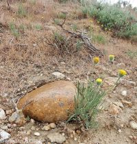 scabland or Bloomer's fleabane (<em>Erigeron bloomeri var. bloomeri</em>)