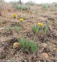 scabland or Bloomer's fleabane (<em>Erigeron bloomeri var. bloomeri</em>)