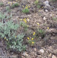 scabland or Bloomer's fleabane (<em>Erigeron bloomeri var. bloomeri</em>)
