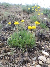 scabland or Bloomer's fleabane (<em>Erigeron bloomeri var. bloomeri</em>)