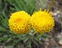 scabland or Bloomer's fleabane (<em>Erigeron bloomeri var. bloomeri</em>)