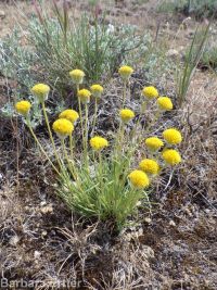 scabland or Bloomer's fleabane (<em>Erigeron bloomeri var. bloomeri</em>)