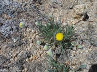 scabland or Bloomer's fleabane (<em>Erigeron bloomeri var. bloomeri</em>)