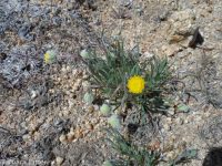 scabland or Bloomer's fleabane (<em>Erigeron bloomeri var. bloomeri</em>)
