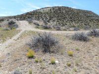 desert yellow fleabane (<em>Erigeron linearis</em>)