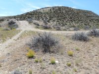 desert yellow fleabane (<em>Erigeron linearis</em>)